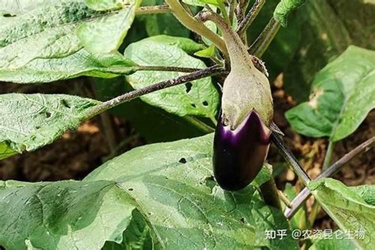 茄子出现紫花是怎么回事？茄子出现紫花的原因？