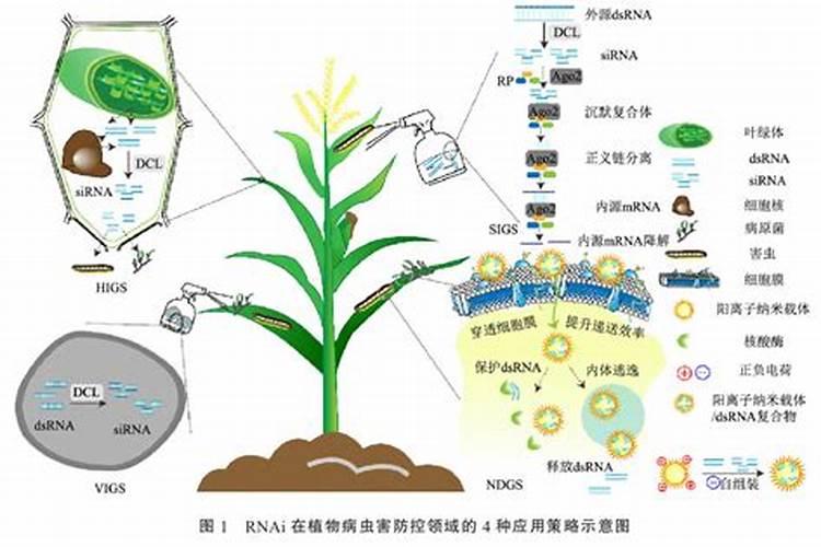 提升细菌农药效果的关键策略：从科学原理到实践应用？