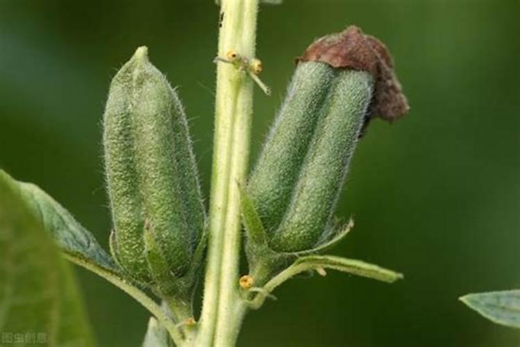 芝麻种植：追肥的技术要领