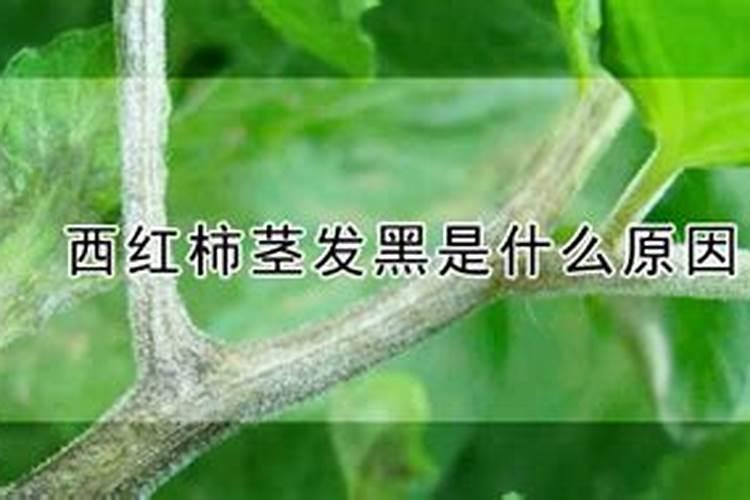 西红柿茎发黑是什么原因？