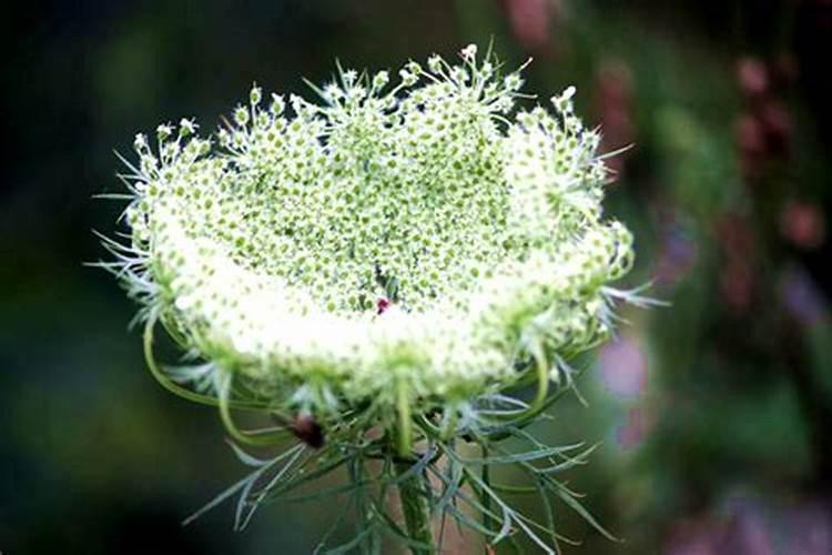 春季播种，药田的黄金季节——药材种植的关键注意事项