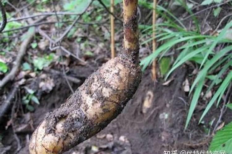 春季播种，药田的黄金季节——药材种植的关键注意事项