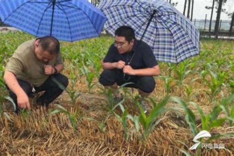 抢抓玉米雨后田间管理