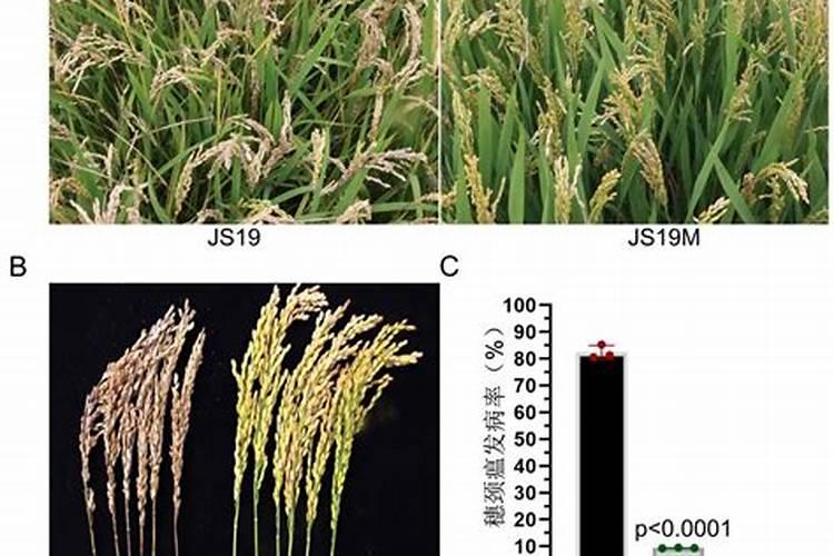 水稻抗瘟的育种技术