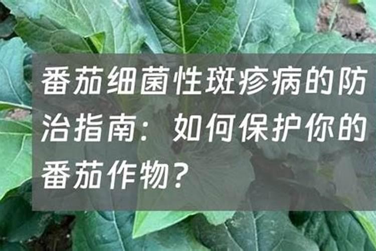 战胜细菌性斑疹病：有效药物的选择与应用