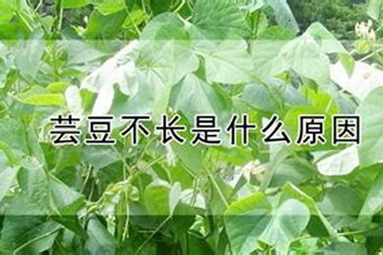 芸豆不长是什么原因？