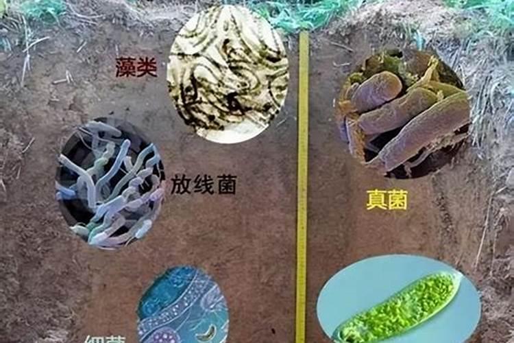 揭秘微生物肥：土壤中的微小英雄与农业的绿色革命