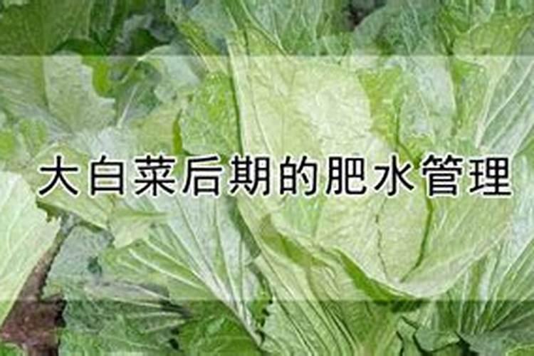 夏初白菜肥水管理知识大讲堂：确保健康生长的关键步骤