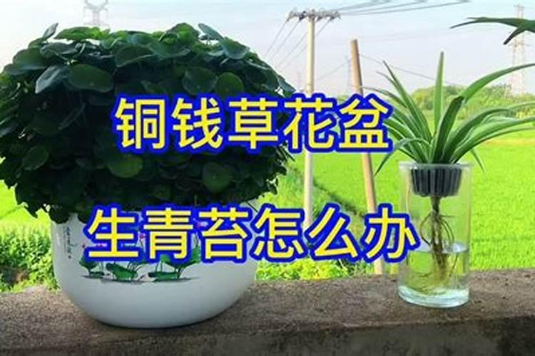 土壤长青苔的原因是什么？土壤长青苔怎么办？