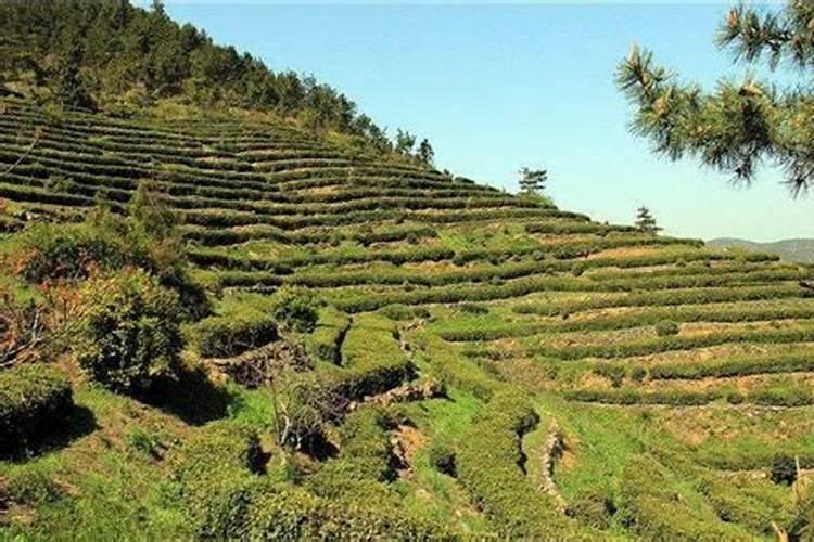 高山绿色宝库：山地适宜种植的药材与树木