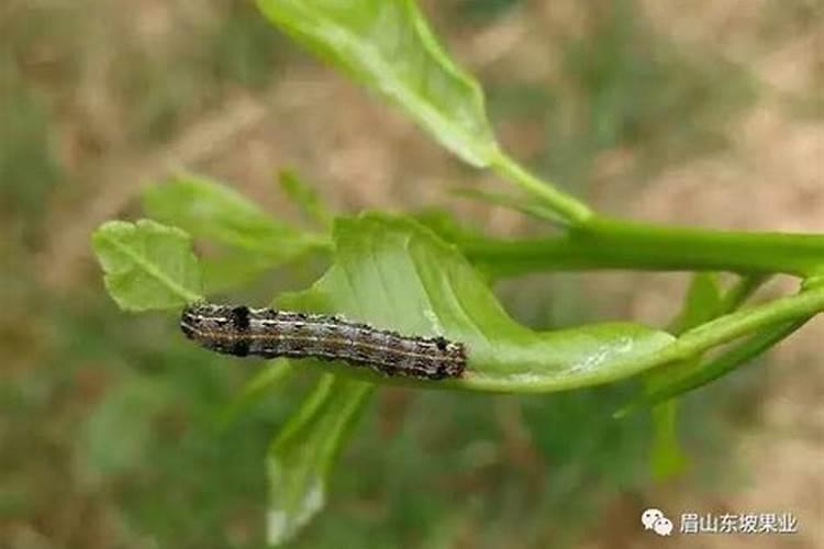 葱田斜纹夜蛾防治：策略与实践