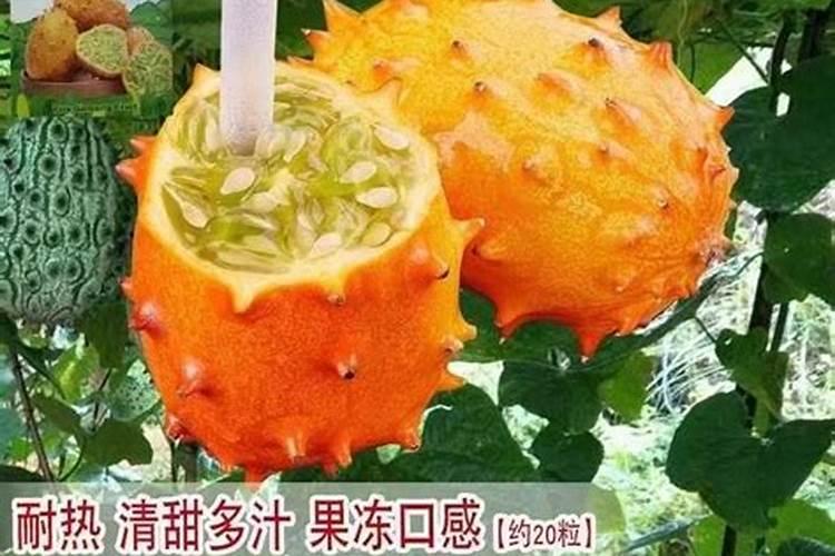 解密新瓜果“火星果”种植技术