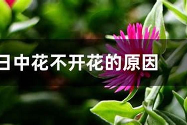 叶子花不开花的原因