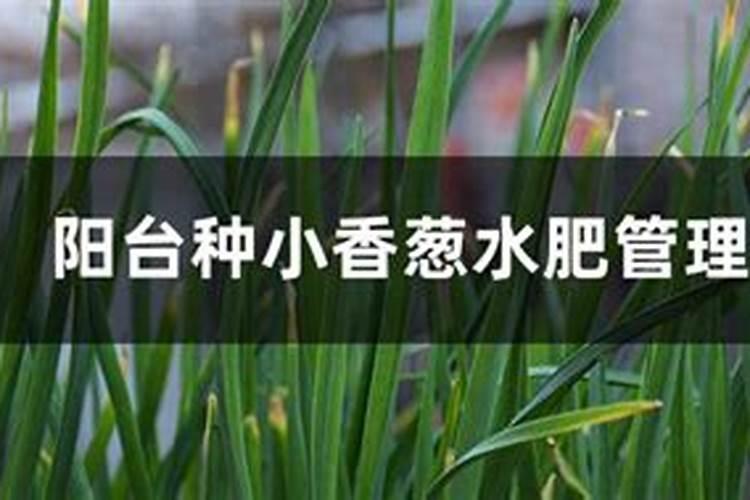 阳台种植小香葱：水肥管理技巧全攻略