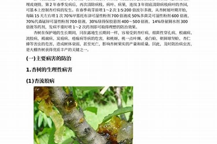 杏树病虫害防治全攻略：识别与用药指南