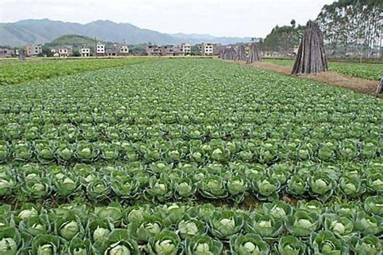 卷心菜种植技术要领：从土壤到丰收的全程指南