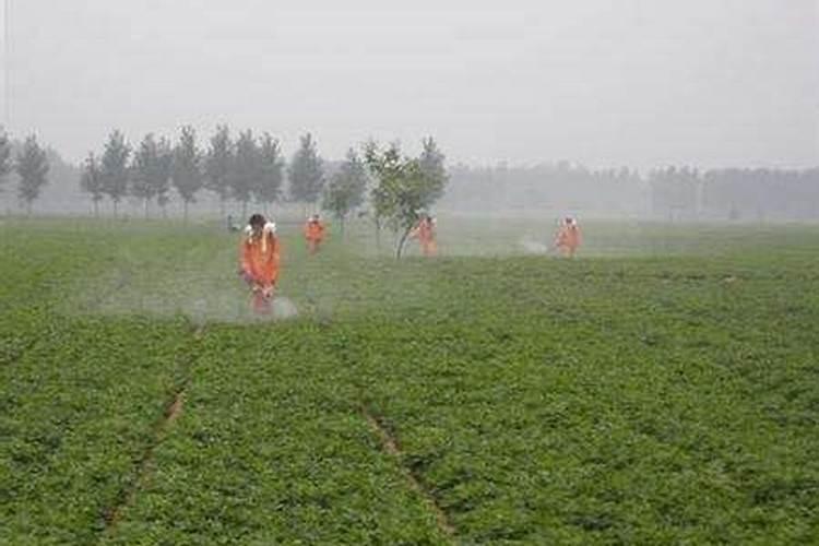 提升棉花根外施肥效率：策略与实践