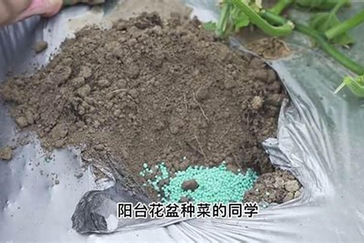 粑粑什么时候上钾肥料？