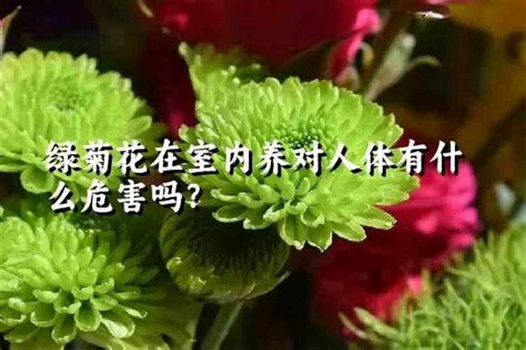 菊花对人体有什么危害？