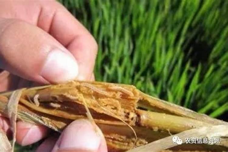 战胜小小侵害者：高效治理钻蛀害虫的智慧之道