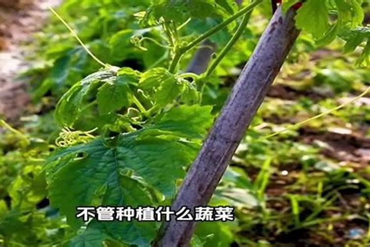 如何增加农药的防虫效果？