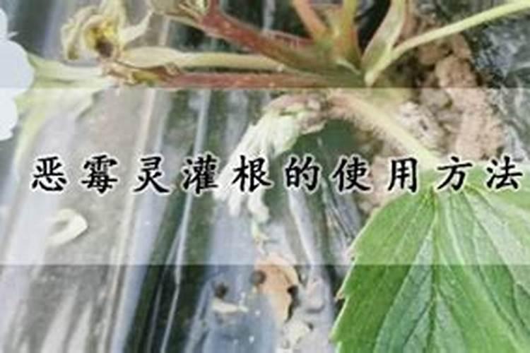 恶霉灵灌根的使用方法！能和磷酸二氢钾混用吗？