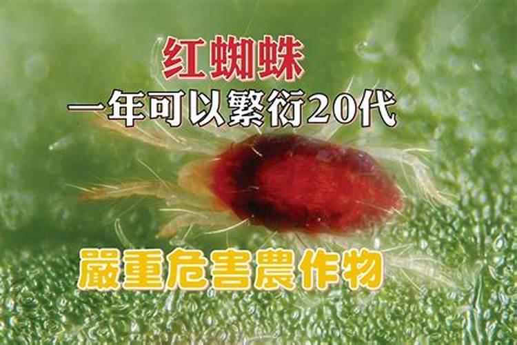 红蜘蛛对农作物的危害？如何用药？