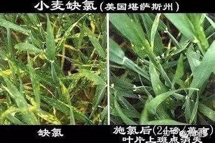 氯的生理功能有哪些？缺氯时作物有哪些症状？