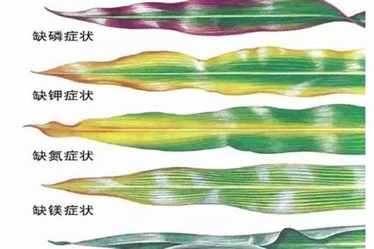 玉米常见缺素症表现与识别？