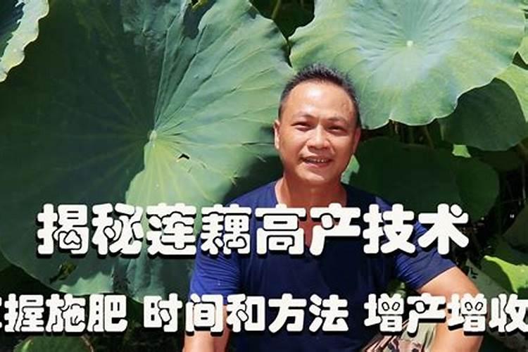 莲藕施肥全攻略：掌握关键要点，助力荷塘丰产