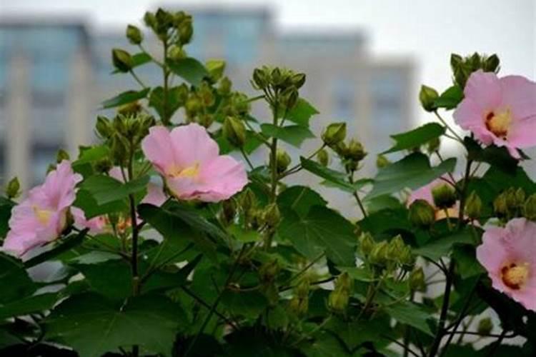 木芙蓉虫害有哪些，木芙蓉虫害怎样防治？