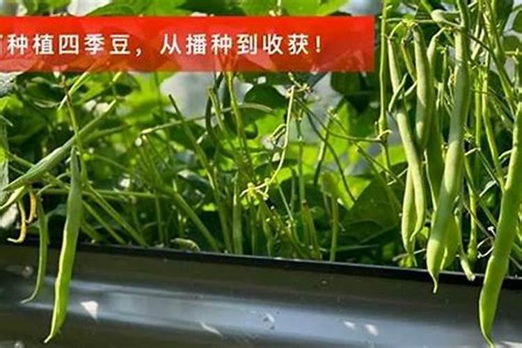 巴豆的种植秘籍：从播种到收获的详细指南