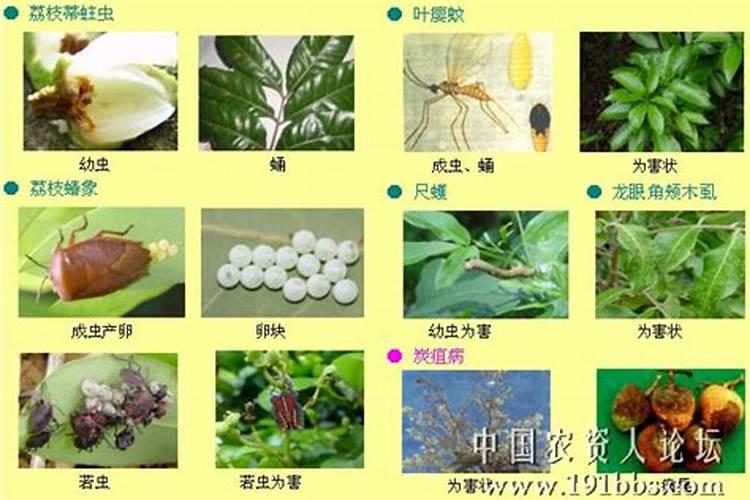 番荔枝病虫害综合防治技术