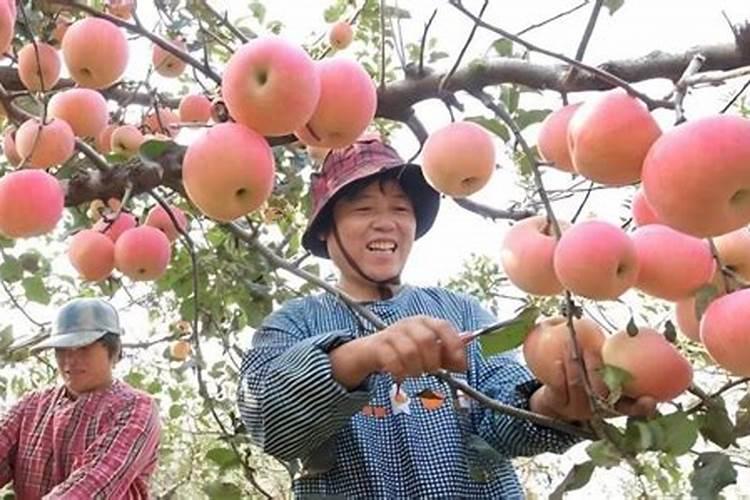 苹果园守护者：药剂防治的科学策略