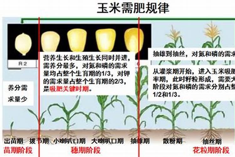 夏玉米的平衡施肥技术