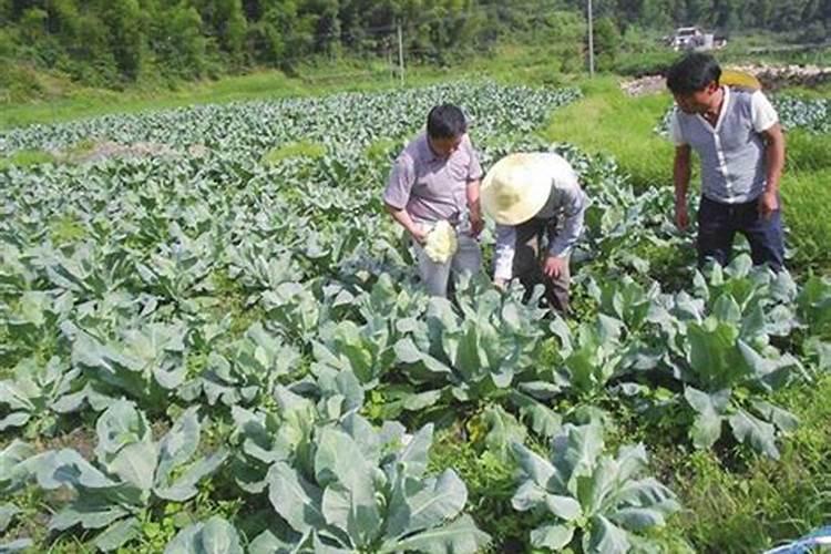 花椰菜管理技巧