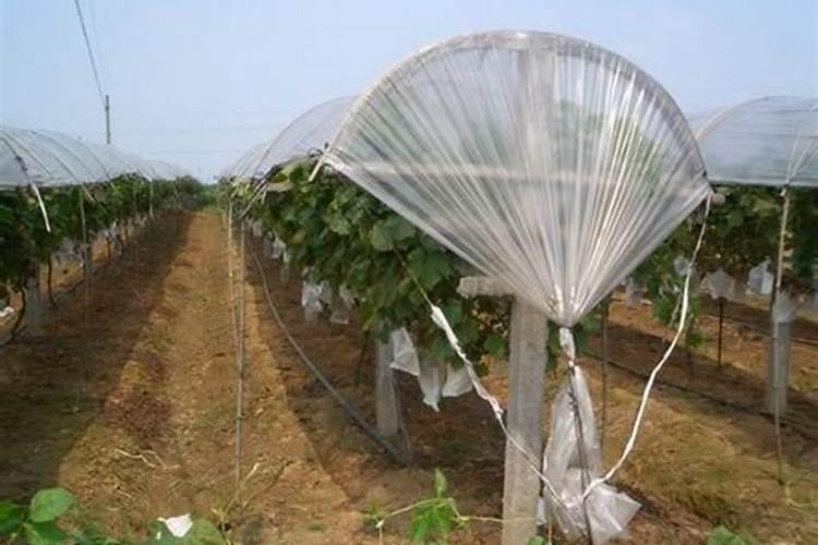 葡萄避雨栽培建园操作技术规程