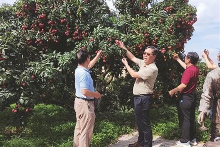 守护果实纯净：果树忌用农药的深度剖析