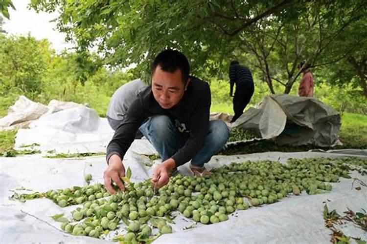 设施李树扣棚前后管理技术