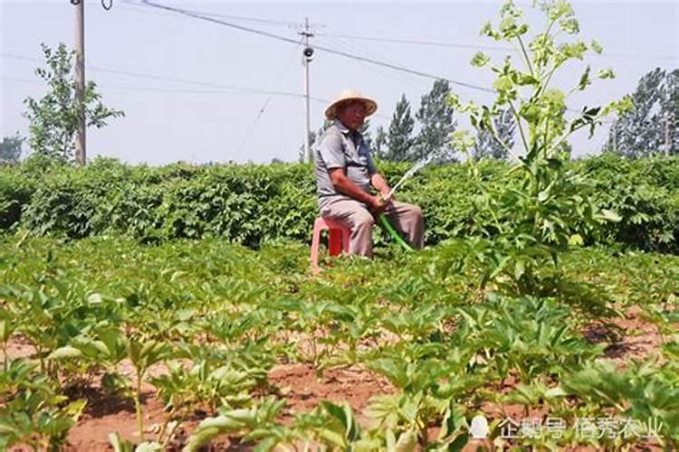 中药材地下害虫：揭秘其发生、为害特点与综合防治策略？