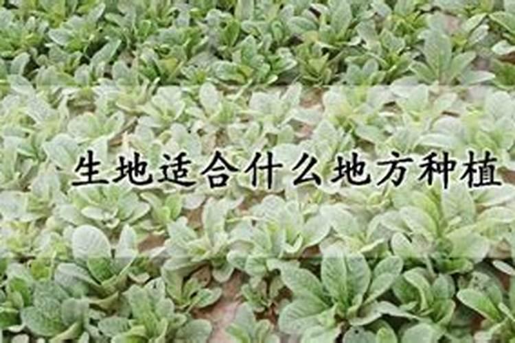 生地高效种植技术的探索与实践