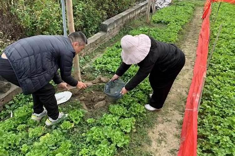 绿色守护者：节省农药的四大技术策略