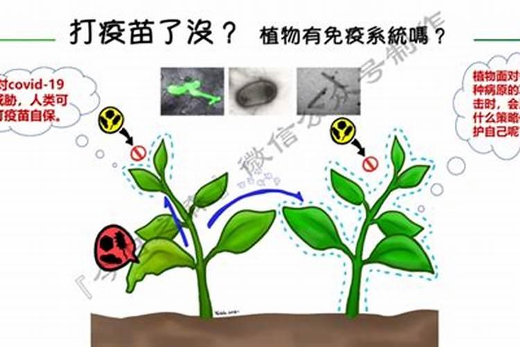 大豆保卫战：识别与抗击菌核疫病的策略