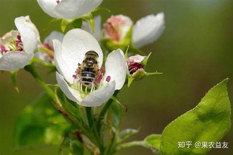 常用授粉方式的优缺？