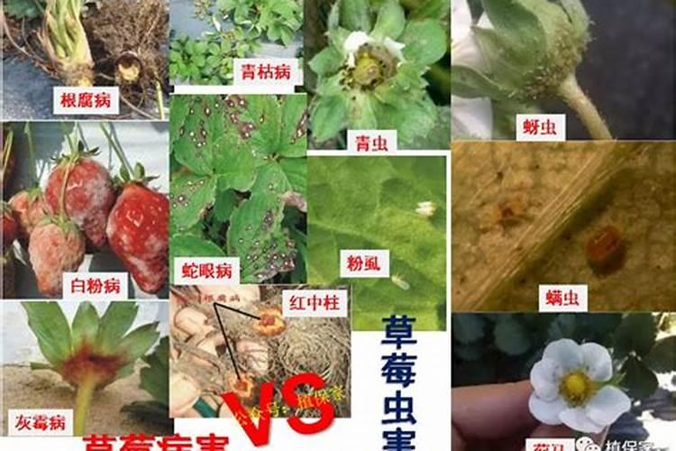 草莓染上病害怎么办？草莓病虫害防治措施