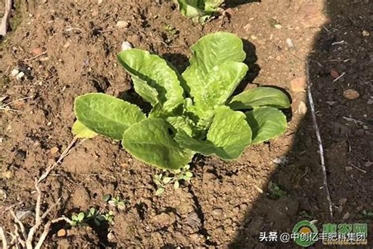 二月蔬菜田间管理需要做些什么？