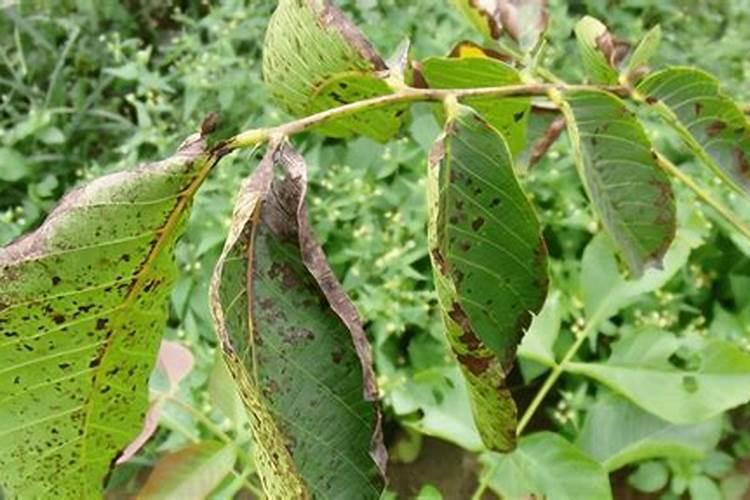 芥菜抗黑斑病的种植管理策略