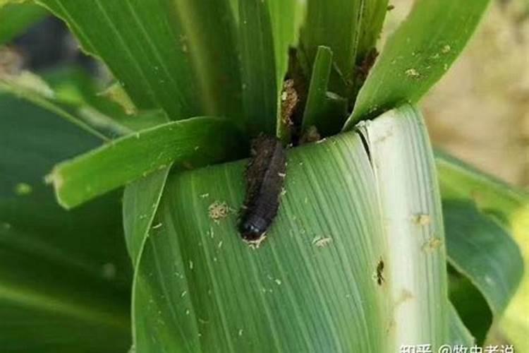 守护绿意盎然：生物农药在草地贪夜蛾防治中的作用与应用