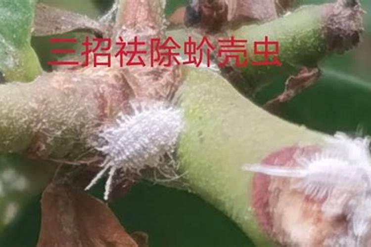 守护绿意盎然：介壳虫防治的有效策略