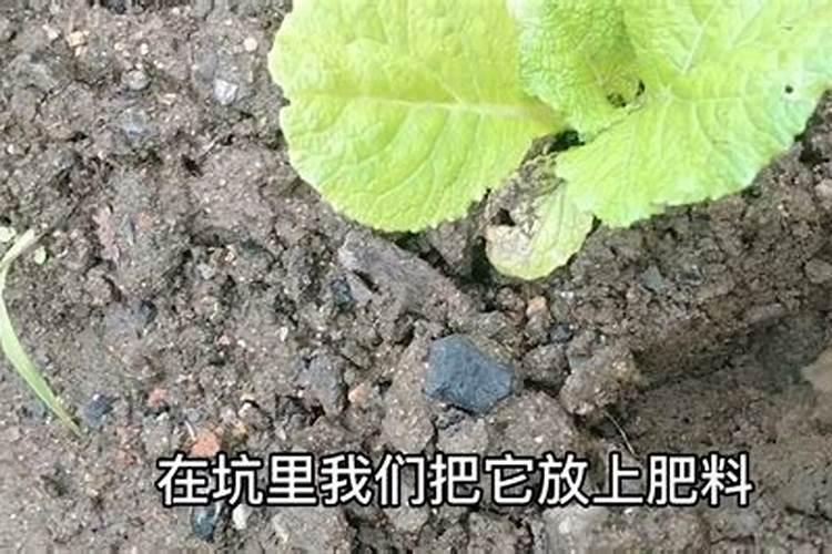 大白菜施肥方法？